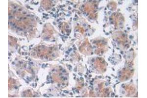 IHC-P analysis of Human Stomach Tissue, with DAB staining. (LIF 抗体  (AA 2-201))