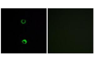 Immunofluorescence analysis of MCF-7 cells, using OR3A2 antibody. (OR3A2 抗体  (C-Term))