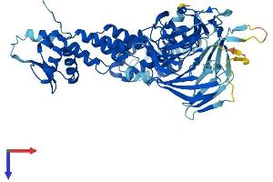 Calicin Protein (CCIN) (AA 1-588) (His tag)