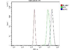 Flow Cytometry analysis of RAW264. (DDIT3 抗体  (AA 17-168))