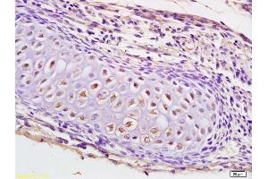 Formalin-fixed and paraffin embedded mouse embryo labeled with Anti-KLK8 Polyclonal Antibody, Unconjugated (ABIN759116) at 1:200 followed by conjugation to the secondary antibody and DAB staining. (Kallikrein 8 抗体  (AA 51-150))