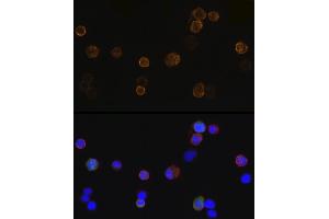 Immunofluorescence analysis of 293T-BC-Flag-GFP-N cells using Mouse anti DDDDK-Tag mAb (ABIN3020558, ABIN3020559, ABIN3020560 and ABIN1512923) at dilution of 1:100 (40x lens). (DYKDDDDK Tag 抗体)