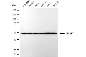 anti-Dolichyl-diphosphooligosaccharide--Protein Glycosyltransferase (DDOST) antibody