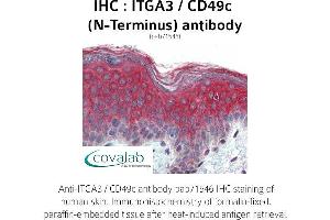 Image no. 2 for anti-Integrin, alpha 3 (ITGA3) (N-Term) antibody (ABIN1736068) (ITGA3 抗体  (N-Term))