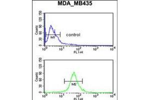 Flow cytometric analysis of MDA-MB435 cells (bottom histogram) compared to a negative control cell (top histogram). (GABRD 抗体  (AA 331-358))