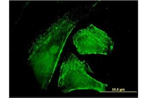 Immunofluorescence of monoclonal antibody to IQGAP1 on HeLa cell. (IQGAP1 抗体  (AA 611-710))