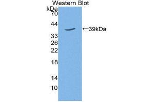 Western Blotting (WB) image for anti-Trophoblast Glycoprotein (TPBG) (AA 34-356) antibody (ABIN2118920) (TPBG 抗体  (AA 34-356))