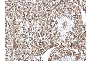 IHC-P Image DYNC1I2 antibody detects DYNC1I2 protein at cytosol on mouse testis by immunohistochemical analysis. (DYNC1I2 抗体)