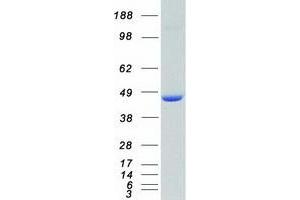 Western Blotting (WB) image for Mitogen-Activated Protein Kinase 3 (MAPK3) (Transcript Variant 1) protein (Myc-DYKDDDDK Tag) (ABIN2725415)