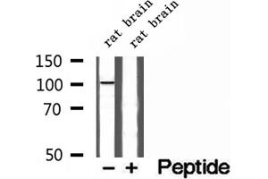 Western blot analysis of extracts of rat brain tissue, using Synaptopodin antibody. (SYNPO2 抗体  (Internal Region))