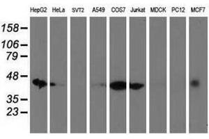 Image no. 2 for anti-DnaJ (Hsp40) Homolog, Subfamily A, Member 2 (DNAJA2) antibody (ABIN1497865) (DNAJA2 抗体)