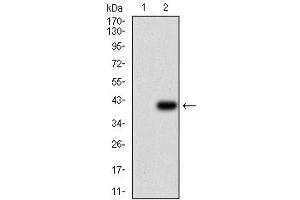 Fig. (ABCB1 抗体  (AA 632-693))