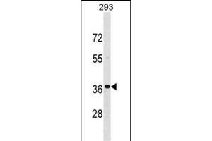 TNNT3 Antibody (C-term) (ABIN1537681 and ABIN2848671) western blot analysis in 293 cell line lysates (35 μg/lane). (TNNT3 抗体  (C-Term))