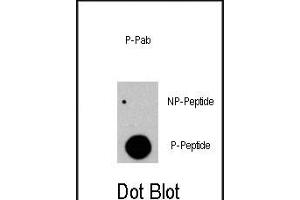 Dot blot analysis of anti-RAF1-p Phospho-specific Pab (R) on nitrocellulose membrane. (RAF1 抗体  (pTyr341))
