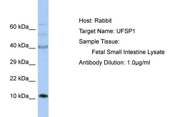 UFSP1 抗体  (C-Term)