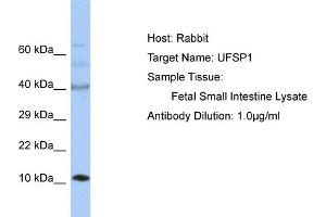 Host: Rabbit Target Name: UFSP1 Sample Tissue: Human Fetal Small Intestine Antibody Dilution: 1ug/ml (UFSP1 抗体  (C-Term))