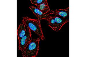 Immunofluorescence analysis of Hela cells using PLCG2 mouse mAb (green). (Phospholipase C gamma 2 抗体  (pTyr753))