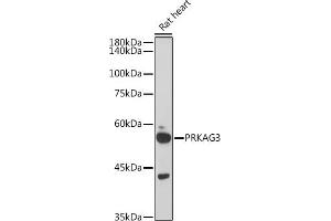 Western blot analysis of extracts of Rat heart, using PRK antibody (ABIN6129909, ABIN6146189, ABIN6146191 and ABIN6218391) at 1:1000 dilution. (PRKAG3 抗体  (AA 1-210))