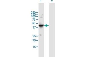 Western Blot analysis of FLOT2 expression in transfected 293T cell line by FLOT2 MaxPab polyclonal antibody. (Flotillin 2 抗体  (AA 1-379))