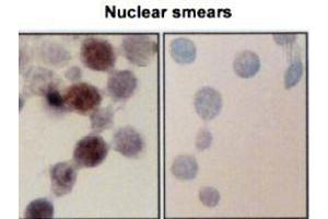 Immunocytochemistry/Immunofluorescence analysis using Mouse Anti-Hsp70 Monoclonal Antibody, Clone BB70 . (HSP70/HSC70 抗体  (Atto 594))