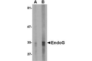 Western Blotting (WB) image for anti-Endonuclease G (ENDOG) (AA 51-140) antibody (ABIN492522) (Endonuclease G 抗体  (AA 51-140))
