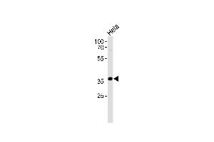 AKR1C3 Antibody (Center) (ABIN655603 and ABIN2845087) western blot analysis in Hela cell line lysates (35 μg/lane).