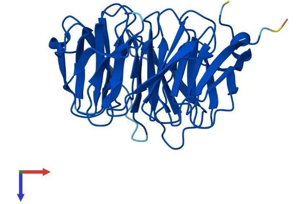 WDR82 Protein (AA 1-313) (His tag)