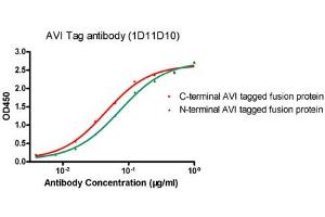 ELISA analysis of N-terminal and C-terminal AVI-tagged fusion proteins using ABIN1574261 (Avi-Tag 抗体)