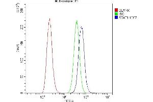anti-Signal Transducer and Activator of Transcription 1, 91kDa (STAT1) (AA 2-230) antibody