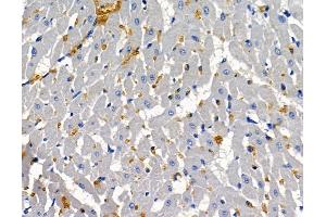 ABIN7096996 and ABIN7101063 at 1/100 staining rat heart tissue by IHC-P. (PARG1 抗体)