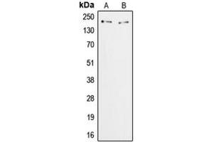 Western blot analysis of ZFP106 expression in HeLa (A), COS7 (B) whole cell lysates. (ZFP106 抗体  (C-Term))