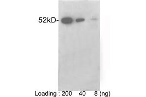 Loading: VSV-G tag fusion protein expressed in E.
