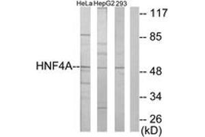 Western blot analysis of extracts from HepG2/HeLa/293 cells, using HNF4 alpha/gamma Antibody. (HNF4 alpha/gamma 抗体  (AA 91-140))