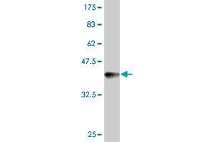 Western Blot detection against Immunogen (36. (FANCC 抗体  (AA 1-100))