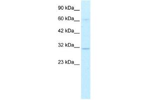 WB Suggested Anti-DBP Antibody Titration: 0.