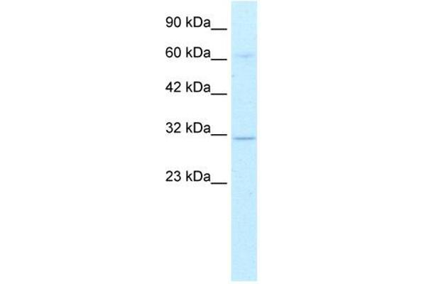 DBP antibody  (Middle Region)