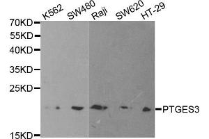 Western Blotting (WB) image for anti-Prostaglandin E Synthase 3 (Cytosolic) (PTGES3) antibody (ABIN1876513) (PTGES3 抗体)