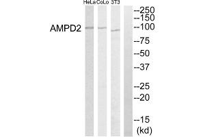 Western blot analysis of extracts from HeLa cells, NIH-3T3 cells and COLO205 cells, using AMPD2 antibody. (AMPD2 抗体  (Internal Region))