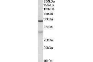 Western Blotting (WB) image for anti-MOB Kinase Activator 2 (MOB2) (AA 128-140) antibody (ABIN5927921)