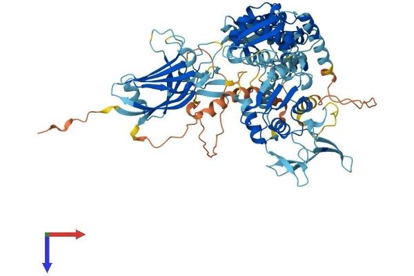 SMURF2 Protein (AA 1-748) (His tag)
