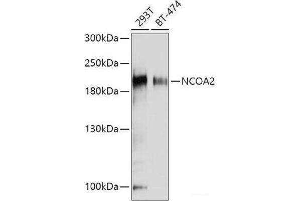 NCOA2 抗体