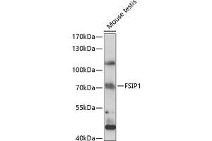 Western blot analysis of extracts of mouse testis, using FSIP1 antibody (ABIN7267199) at 1:1000 dilution. (FSIP1 抗体  (AA 1-260))