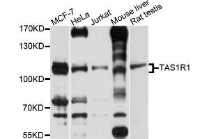 Western blot analysis of extracts of various cell lines, using TAS1R1 antibody (ABIN4905369) at 1:1000 dilution. (TAS1R1 抗体)