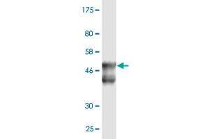 Western Blot detection against Immunogen (52. (DNAJB6 抗体  (AA 1-241))
