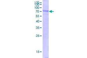 TAR DNA Binding Protein (TARDBP) (AA 1-414) protein (GST tag)