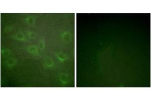 Immunofluorescence (IF) image for anti-Potassium Voltage-Gated Channel, Shaker-Related Subfamily, Member 3 (KCNA3) (AA 101-150), (pTyr135) antibody (ABIN1531682)