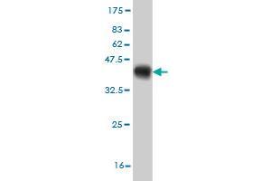 Western Blot detection against Immunogen (37. (Homeobox A11 抗体  (AA 60-166))