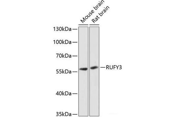 RUFY3 抗体