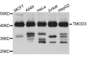 Western blot analysis of extract of various cells, using TMOD3 antibody. (TMOD3 抗体)