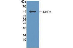 Detection of Recombinant BCAN, Mouse using Polyclonal Antibody to Brevican (BCAN) (BCAN 抗体  (AA 23-353))